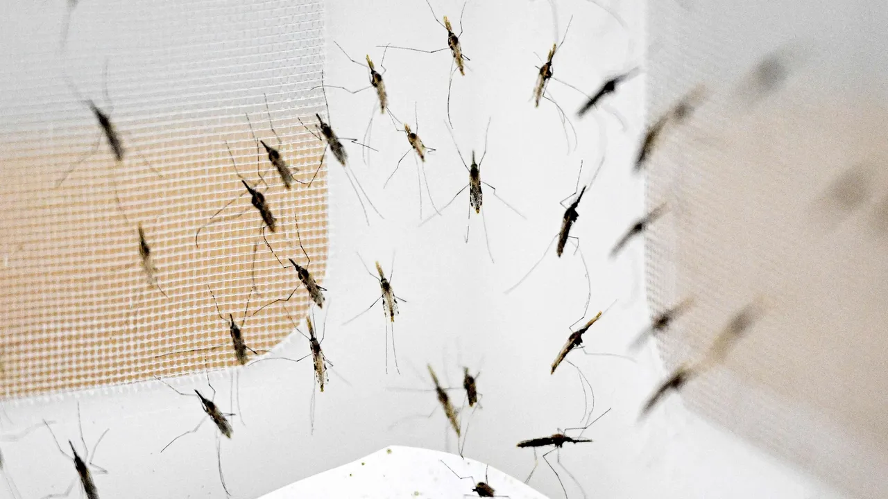 More than 26 million malaria infections recorded in DRC in 2025: report