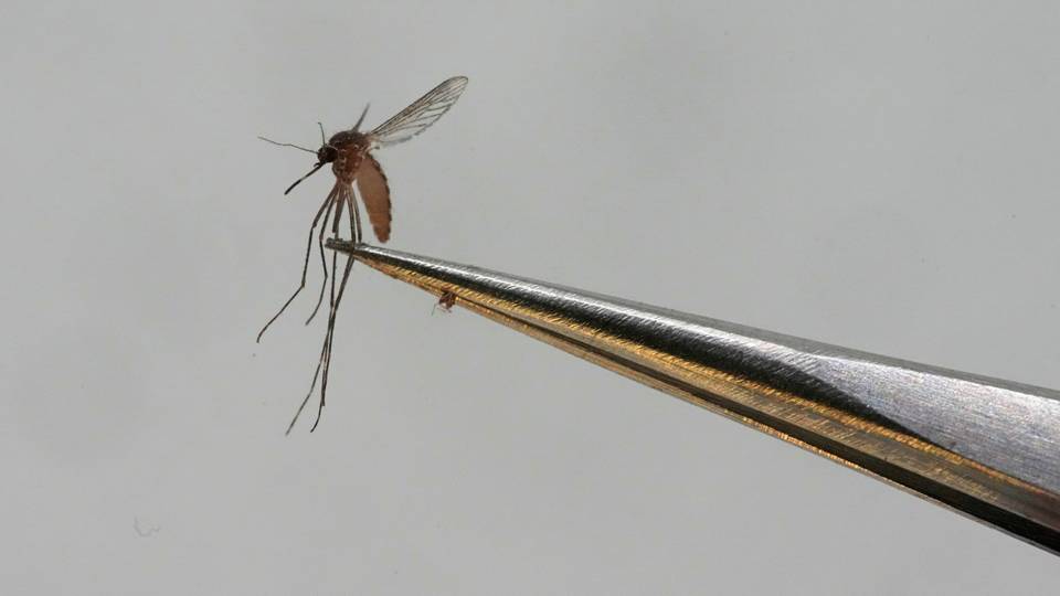 Deaths as Mali grapples with rise of dengue fever