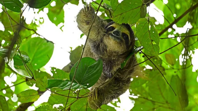 Kituo cha “Sloth World” Chachunguzwa Baada ya Vifo vya Wanyama 31