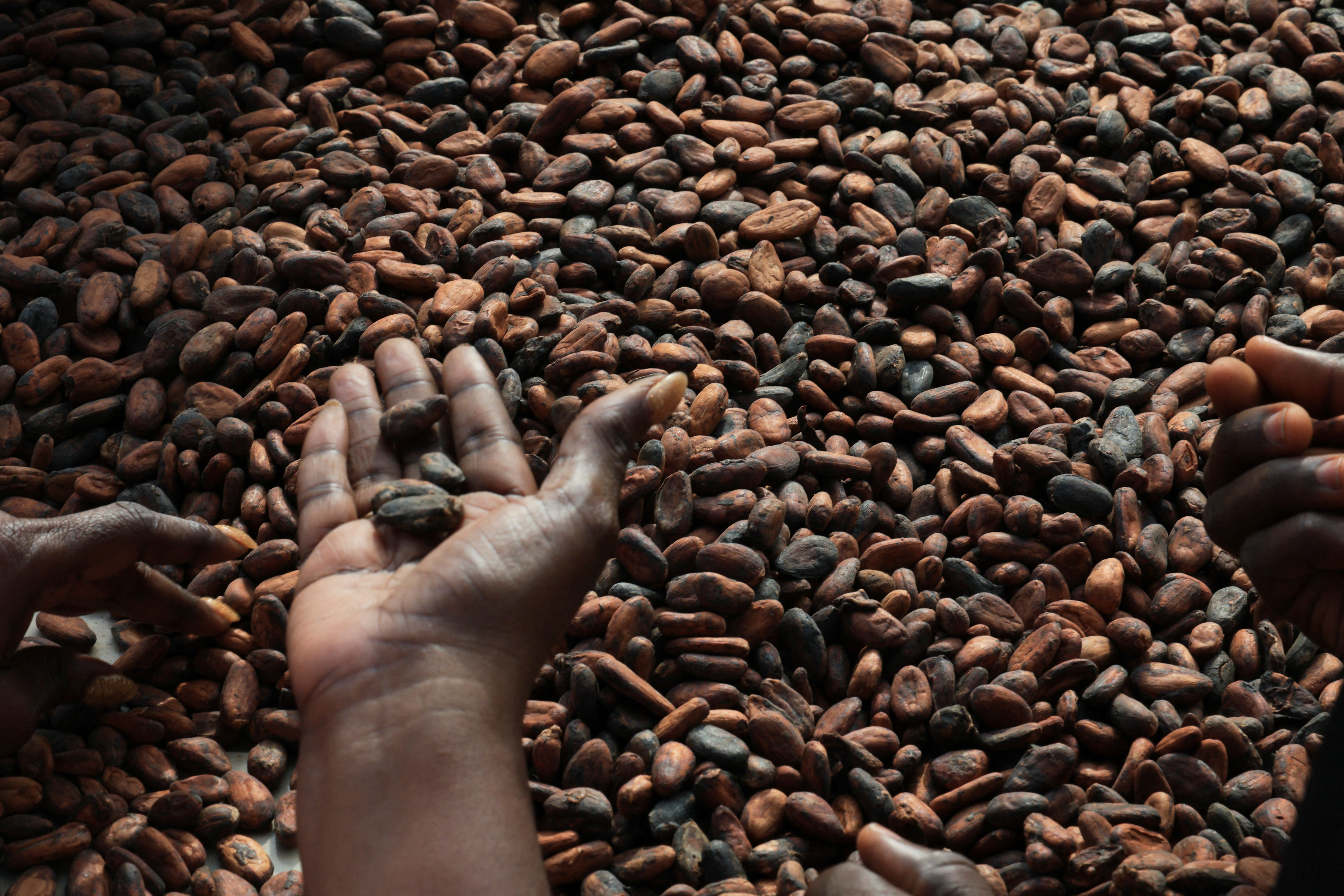 Ghana's bill imposing jail terms for converting cocoa farms into mines draws ire