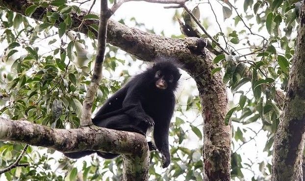 Discovery of new monkey species in DRC reveals unexplored African biodiversity