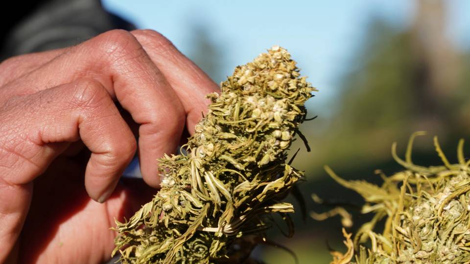 Moroccan king pardons nearly 5,000 cannabis farmers