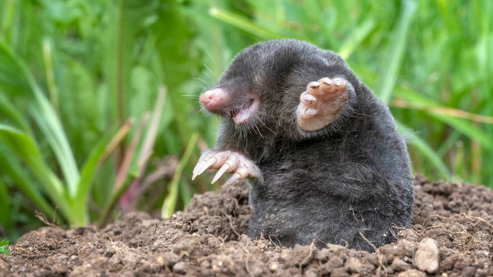 Mole found for first time in almost 90 years in South Africa