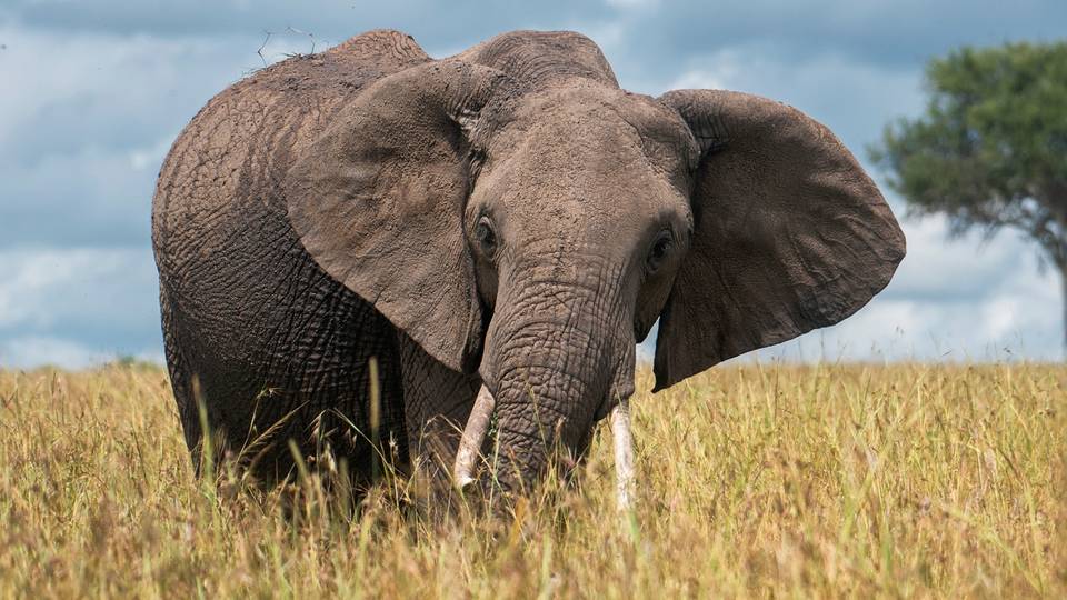 Elephant kills American tourist in Zambia