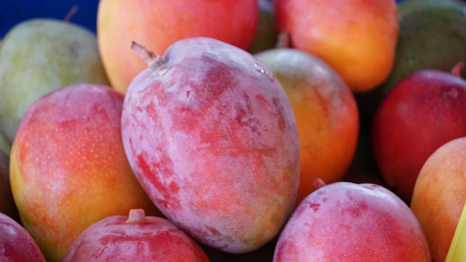 Sénégal : baisse de 25 % des exportations de mangues en 2023