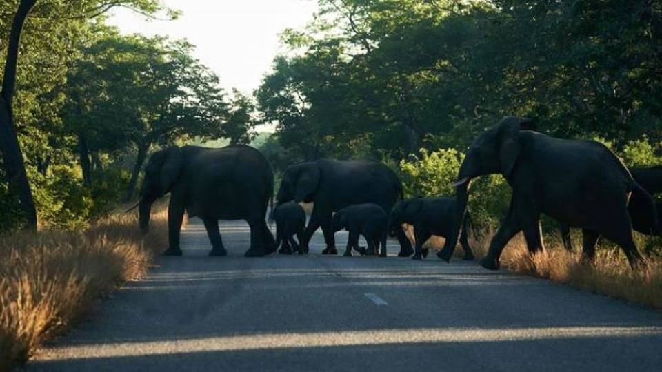Abattre des animaux sauvages pour éviter une famine : Le pari fou de la Namibie et du Zimbabwe