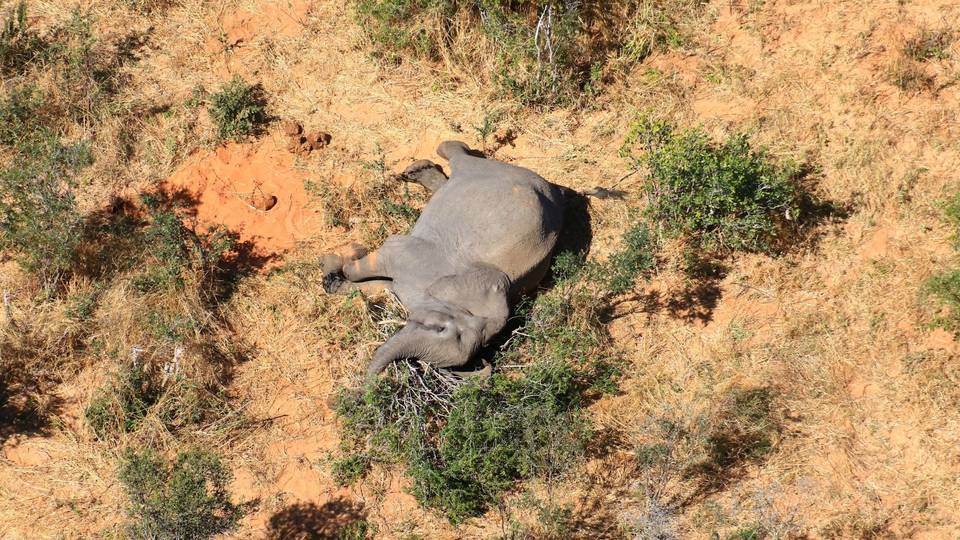 Au Zimbabwe, une sécheresse tueuse d'éléphants exténués