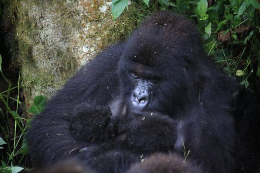 Rare Twin Gorilla Births Offer Hope in Conflict-Hit Virunga