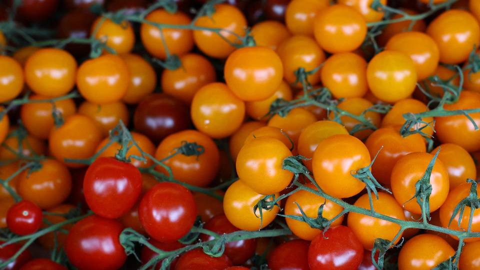 Les exportations marocaines de tomates  sont en plein essor