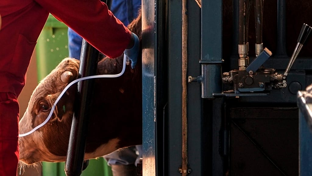 Zambia Yafunga Mpaka kwa Mifugo Kutoka Afrika Kusini