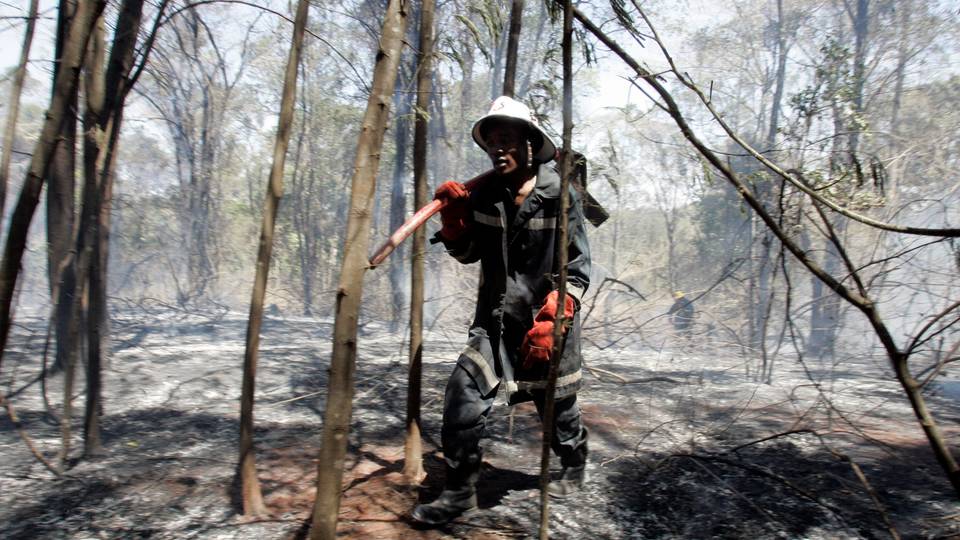 Kenya declares public holiday for campaign to plant 15 billion trees