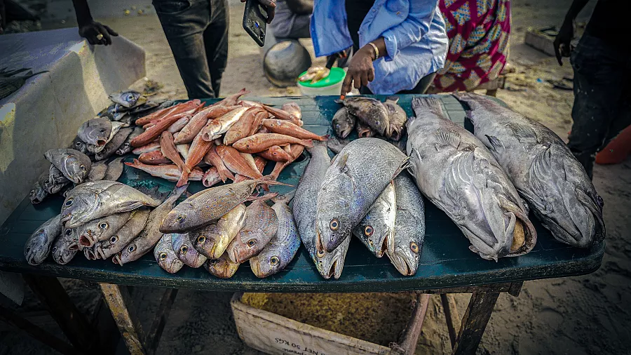 Uvuvi wa Viwandani Wawaumiza Wavuvi wa Jadi Senegal