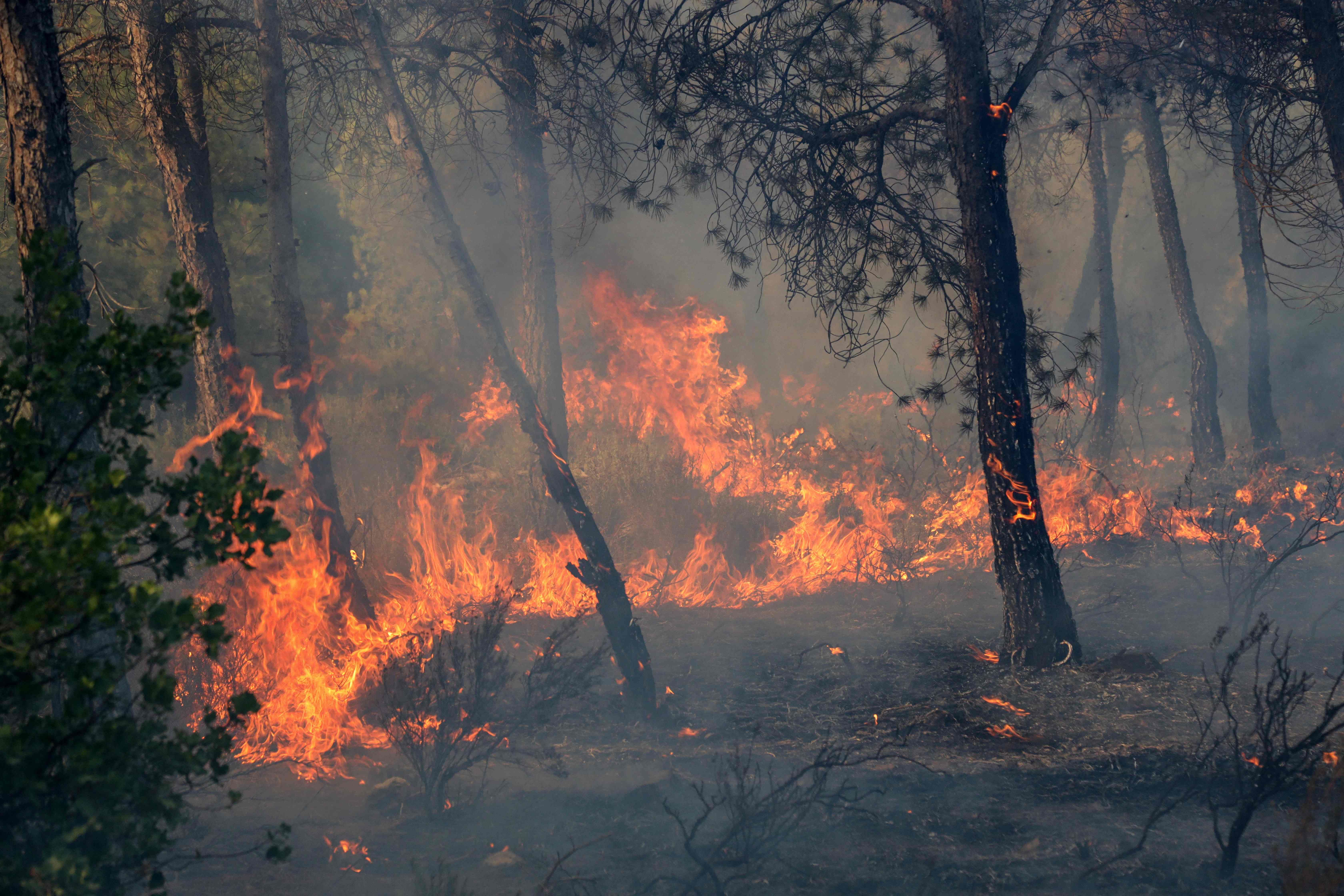 More than 100 people hospitalised, 150 homes damaged in Algeria fires