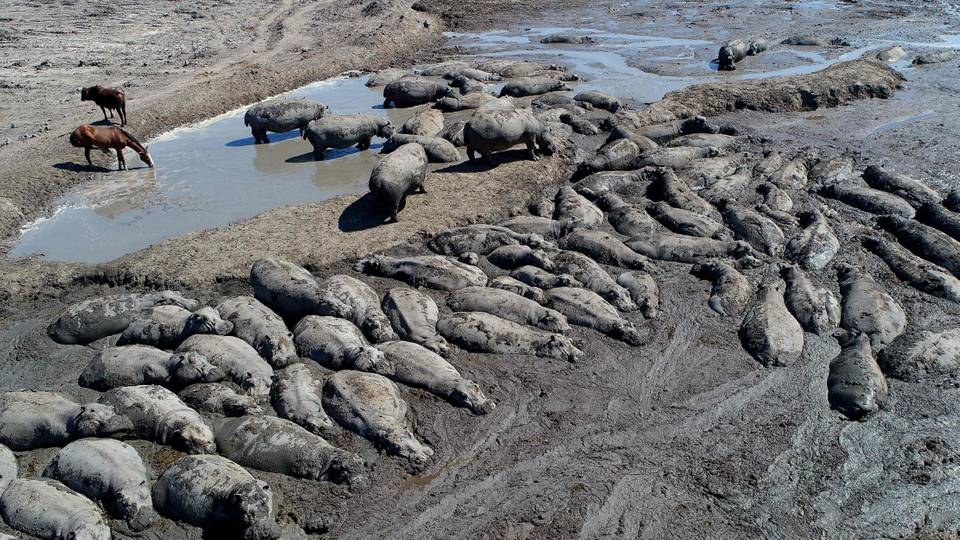 Hippos stranded in muddy pond in drought-hit Botswana