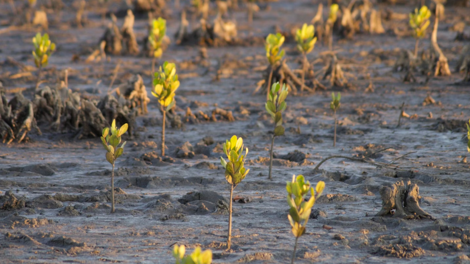 Mozambique to plant 200 million trees in largest conservation project