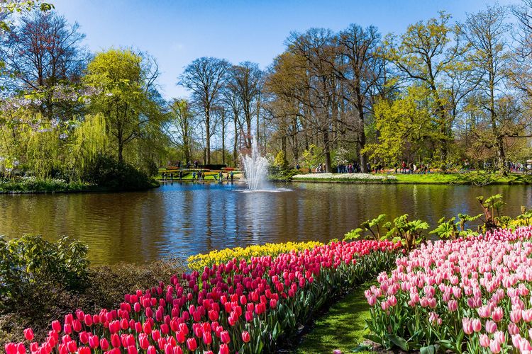 Keukenhof rouvre ses portes et met en valeur l’excellence florale des Pays-Bas