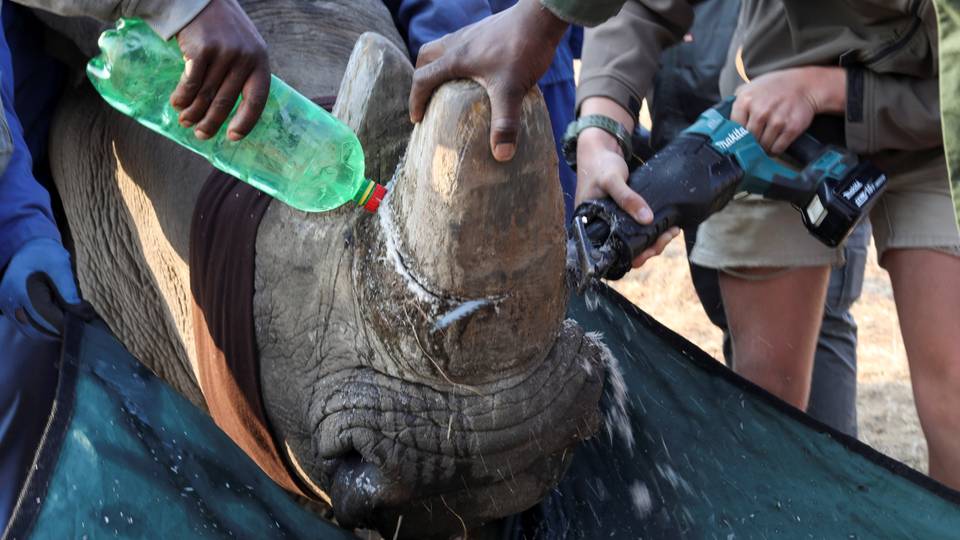 South Africa rhino poaching deaths increase in 2023