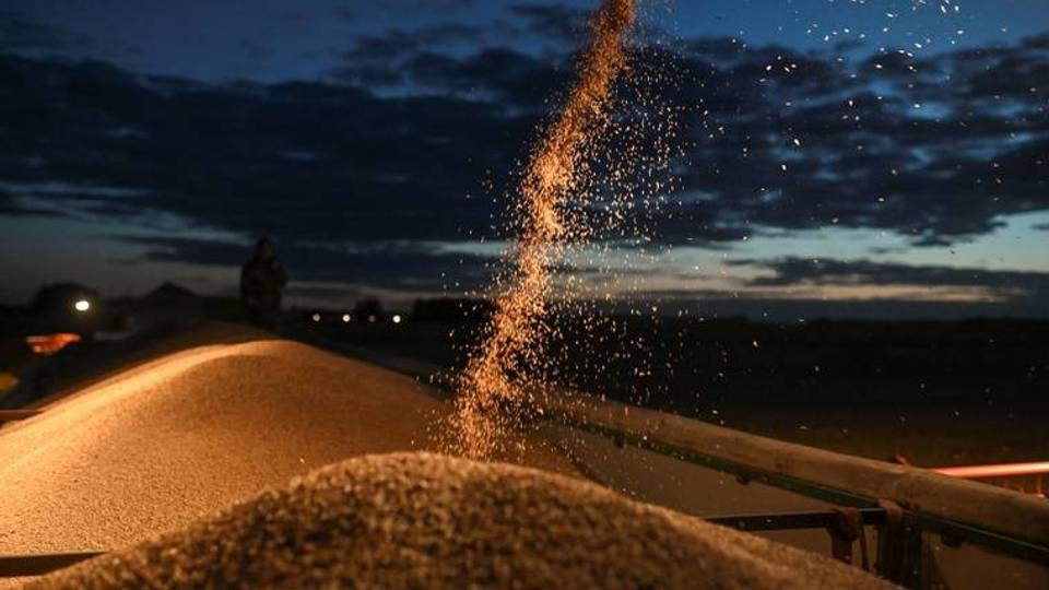 Comment les origines ancestrales du blé sont la clé de la sécurité alimentaire