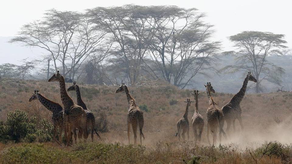 Kenya : des girafes pour apporter la paix entre communautés