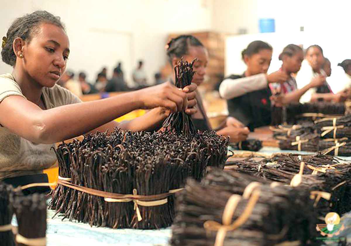 Vanille malgache : une production clé sous pression malgré une position dominante mondiale