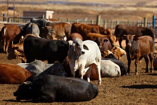 South Africa rolls out locally made foot-and-mouth disease vaccine to curb outbreak