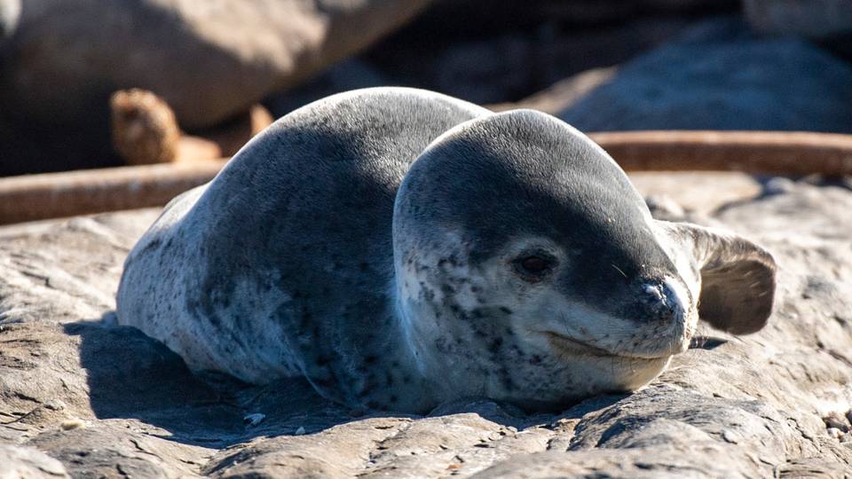 South Africa scientists identify first outbreak of rabies in seals