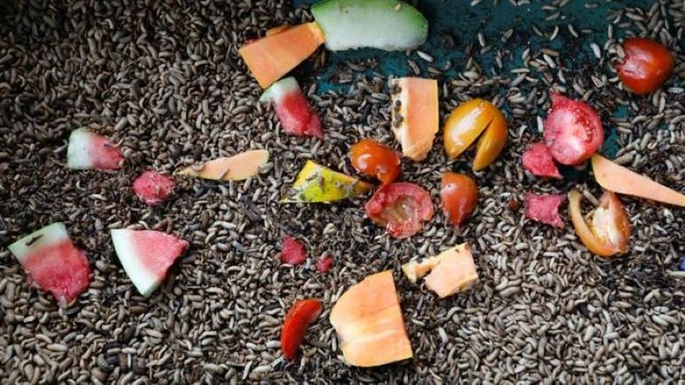 From yuck to profits: Zimbabwe farmers turn to maggots to survive drought