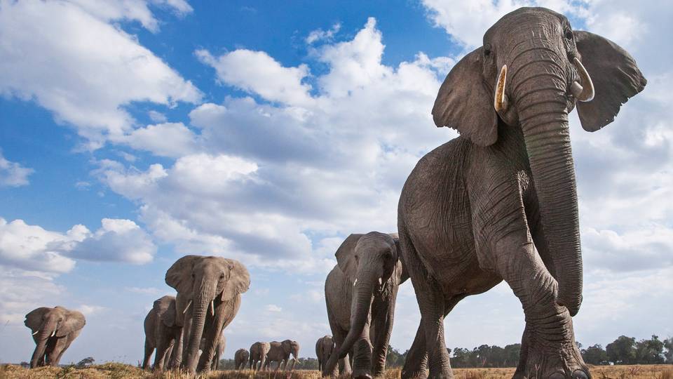 Namibia starts killing wildlife to feed citizens