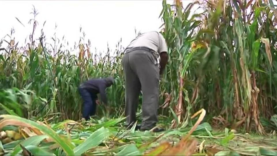 Africa faces unprecedented food crisis - UN