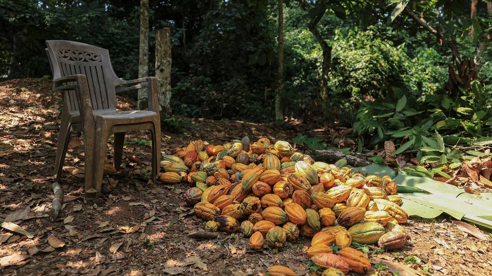 Côte d'Ivoire to tackle cocoa smuggling as 50,000 tonnes 'illegally' shipped