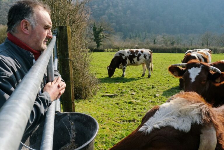 France : revalorisation des indemnisations pour les éleveurs face à la tuberculose bovine