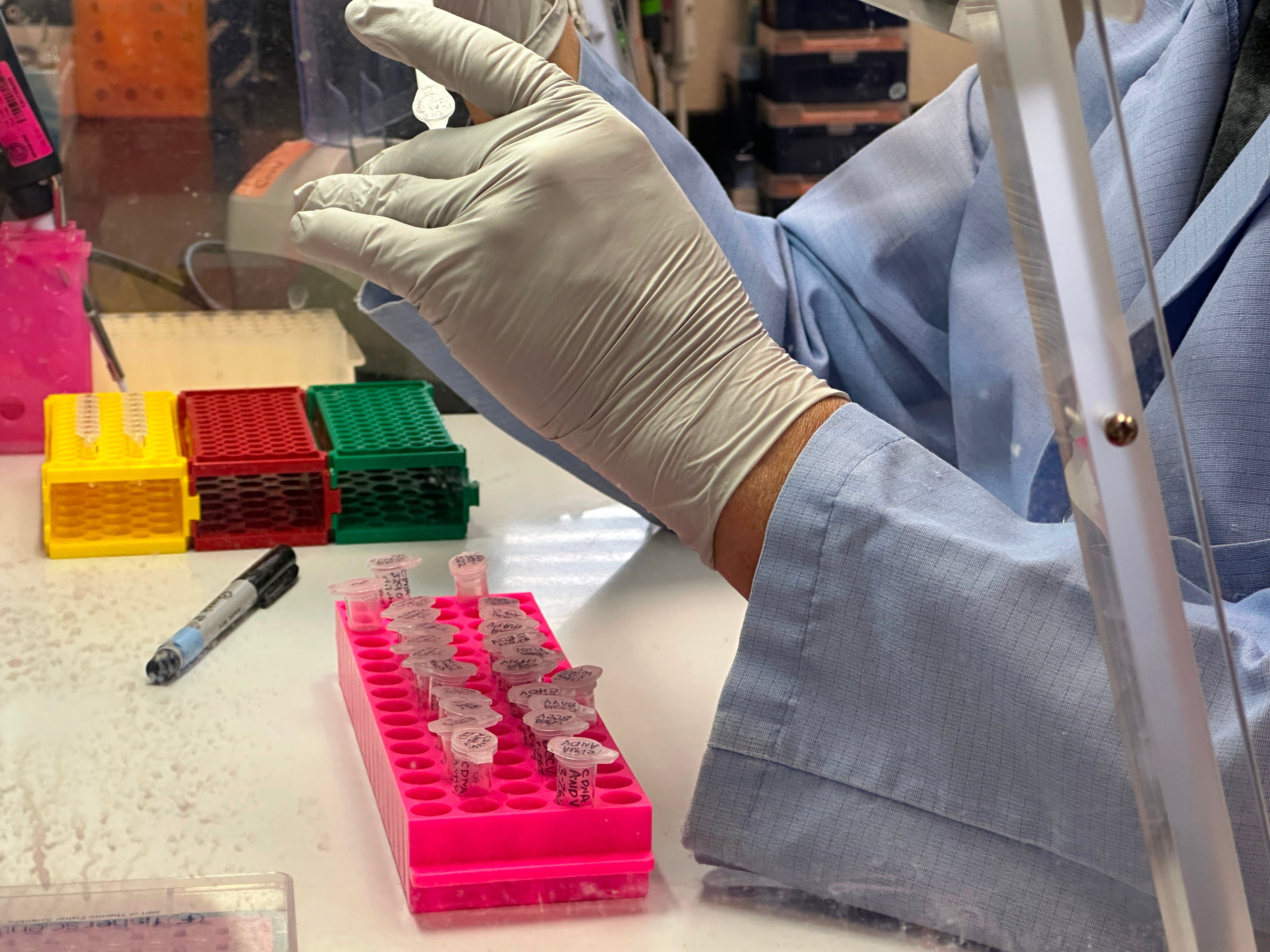 South Africa identifies hantavirus strain linked to cruise ship