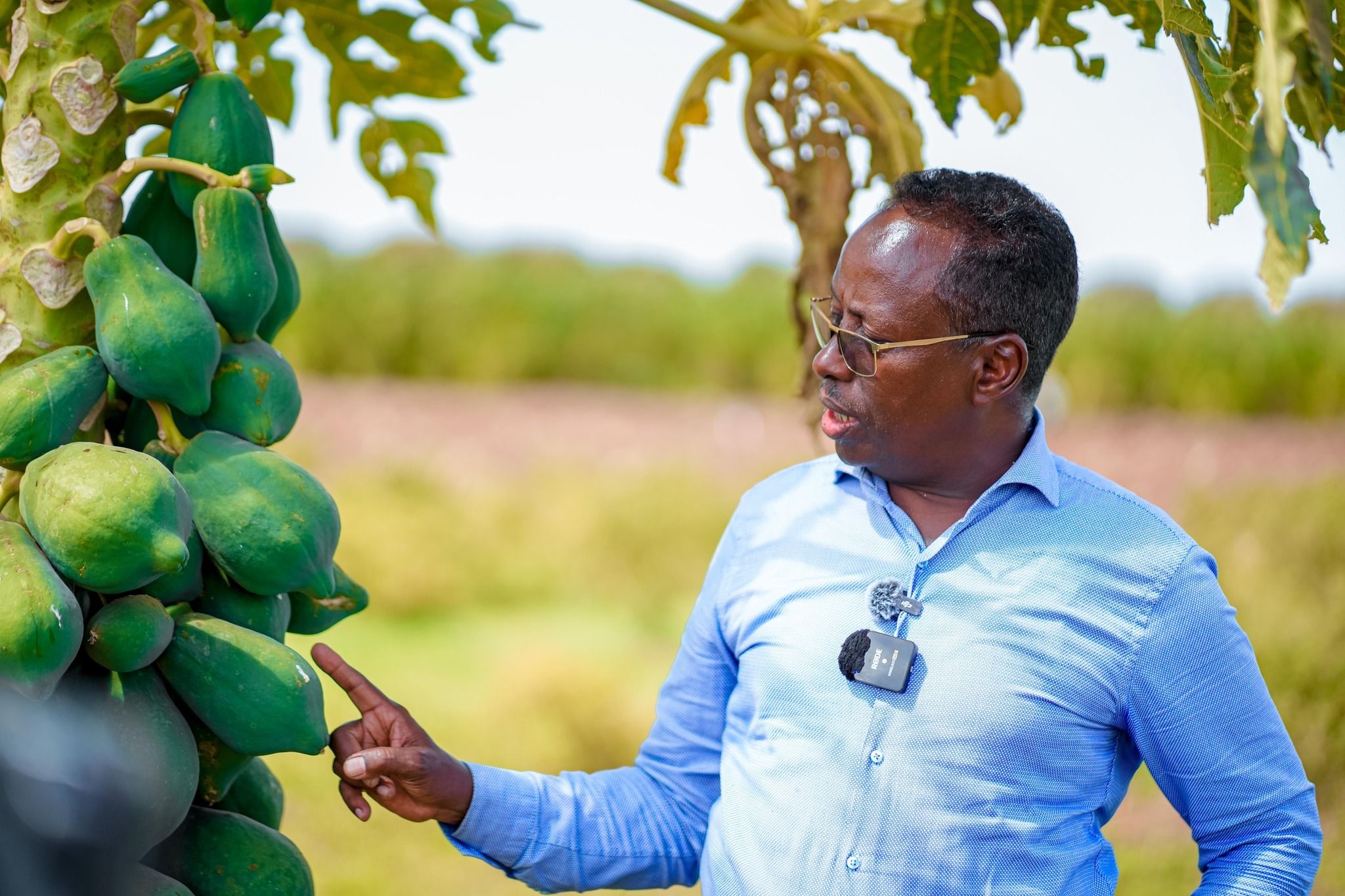 Somalia must produce what it consumes, end aid culture: agriculture minister
