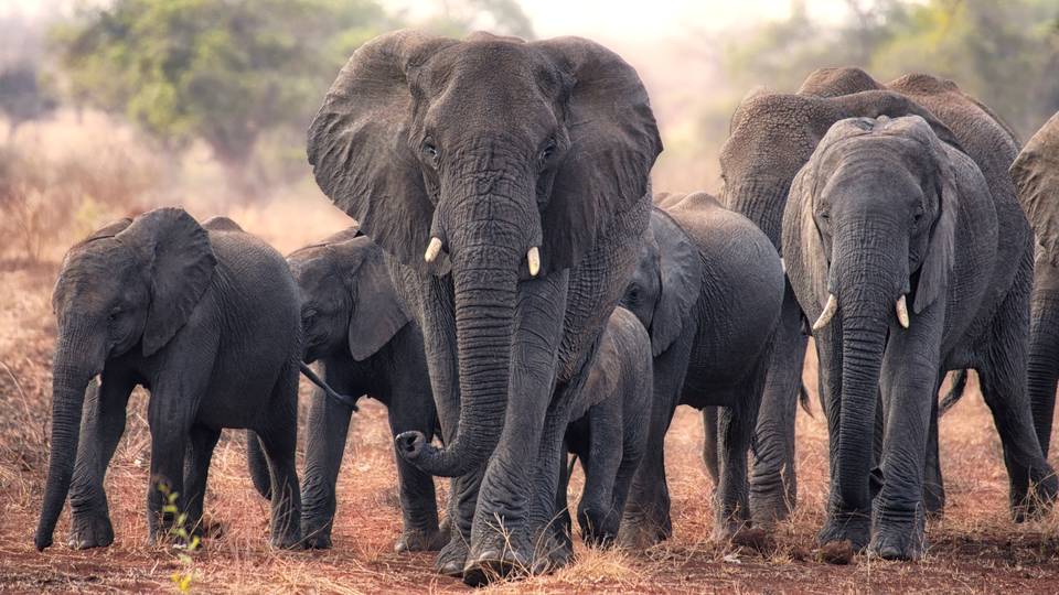 Helicopters, rangers deployed as elephants escape from South African ranch