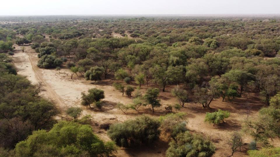 African leaders push for tree planting as way out of climate crisis