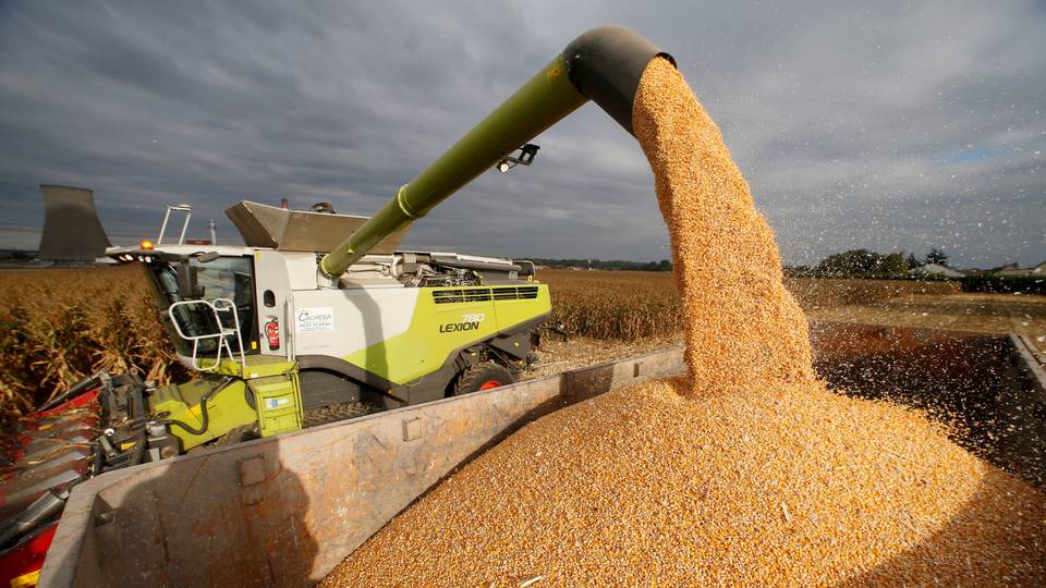 South Africa maize harvest drops by 20%