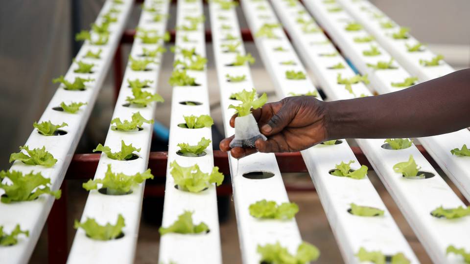 Hydroponics: How ancient Egypt's secret sustains soil-less farming at home