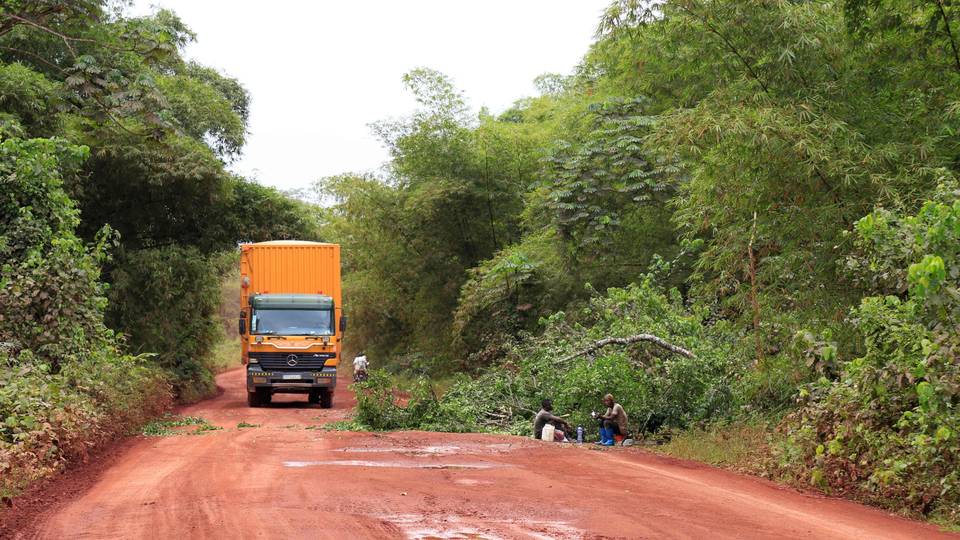 Congo Basin forests shrink due to illegal logging