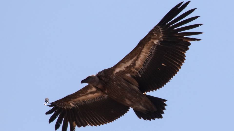 Africa's large birds of prey face 'extinction'