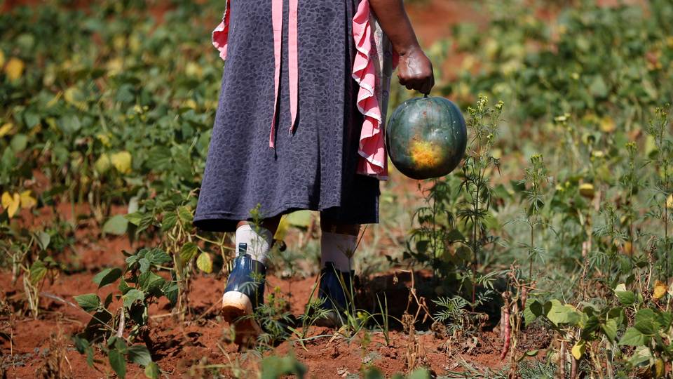 Le Maroc continue d'accroître les surfaces cultivées de melon