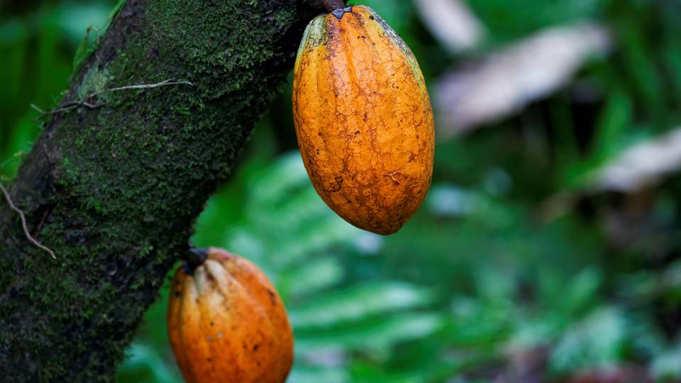 Global cocoa prices soar as yield drops in Ghana, Côte d'Ivoire