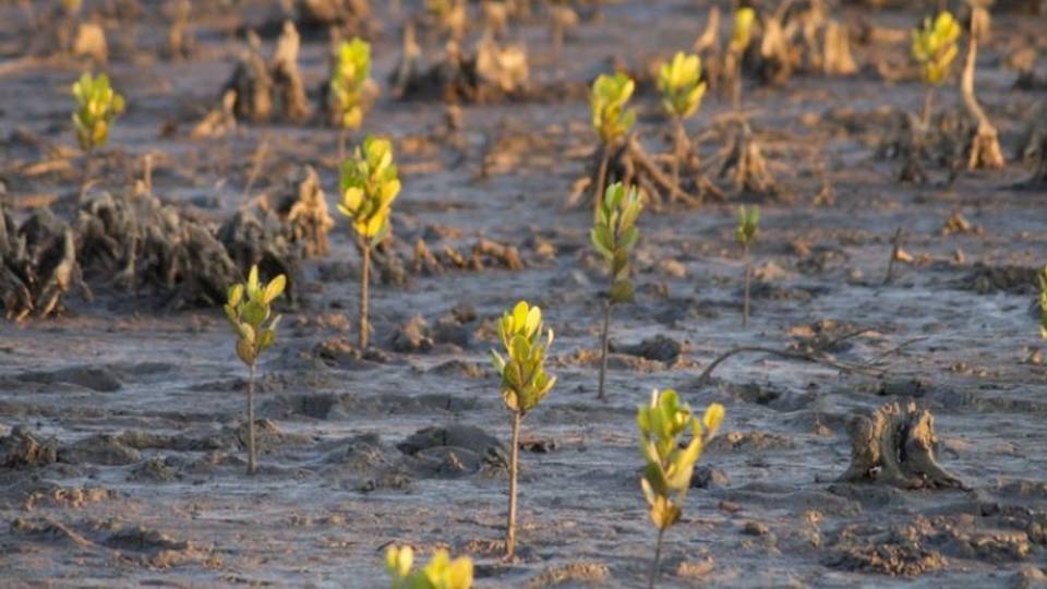 Le Mozambique va planter 200 millions d'arbres pour son plus grand projet de protection de l'environnement