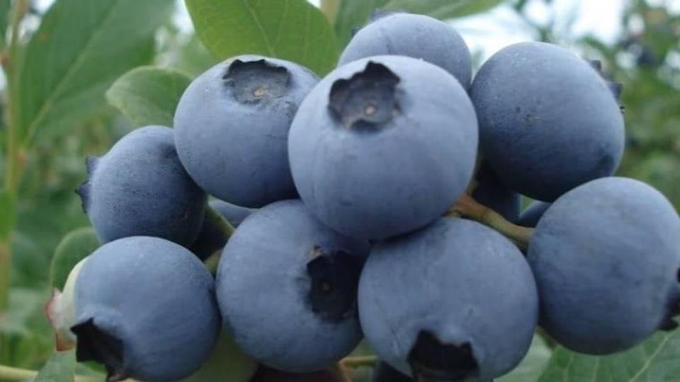 Zimbabwe becomes world's top blueberry exporter