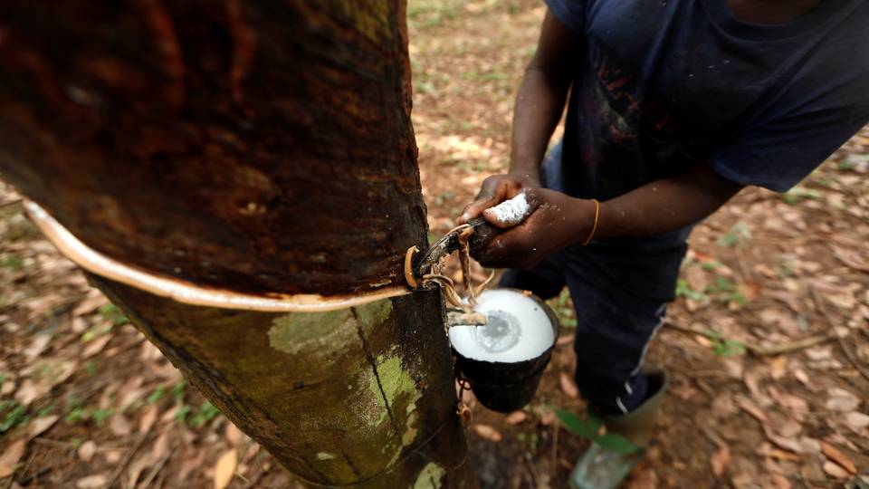 Biocarburants : la Côte d’Ivoire montre la voie dans la valorisation des graines d’hévéa