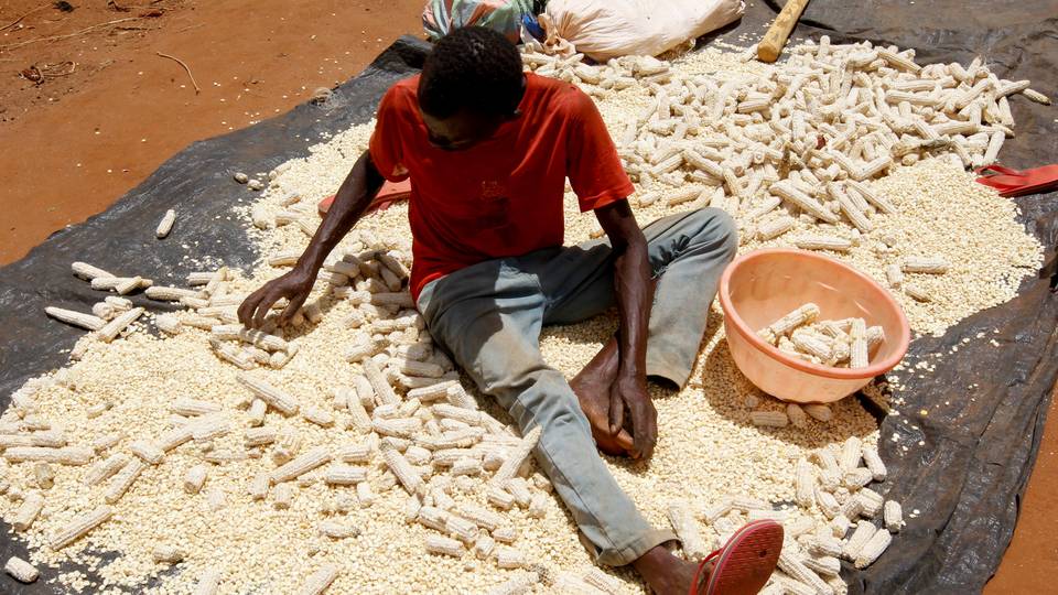 Le Ghana interdit les exportations de céréales en raison de la sécheresse