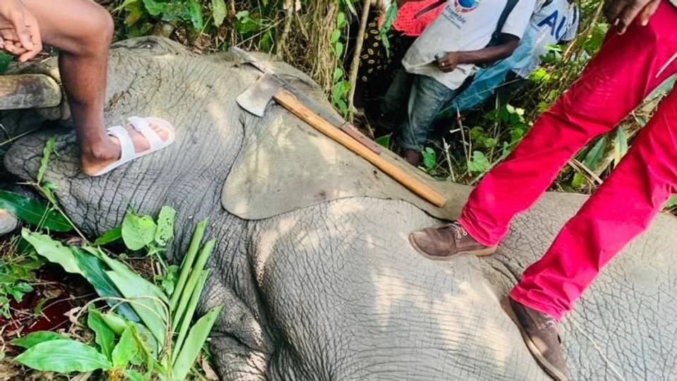 Gabon : Abattre un éléphant est désormais légal