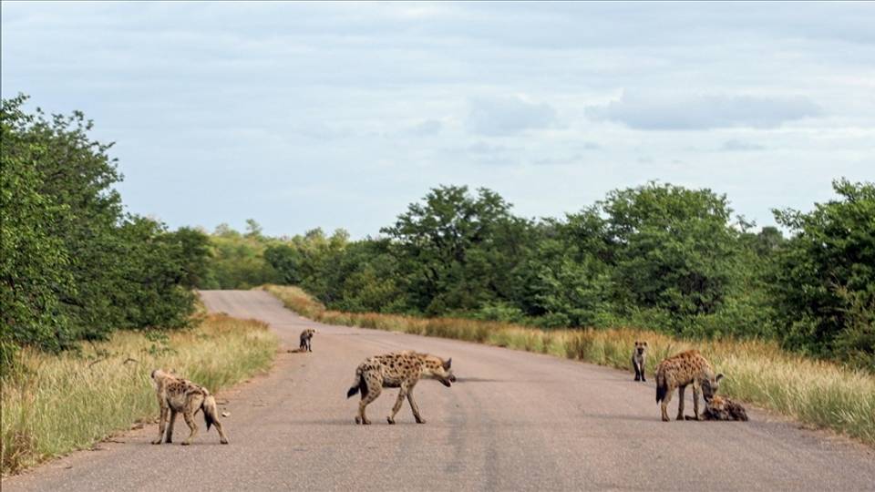 Kenya hunts hyenas that mauled boy to death