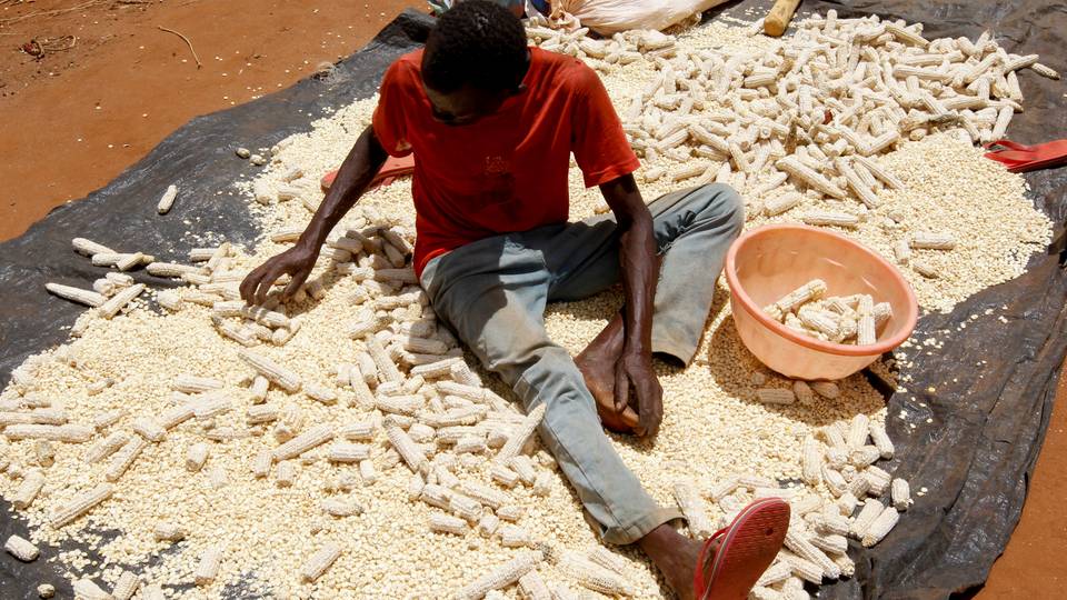 Le Nigeria envisage de criminaliser les exportations de maïs