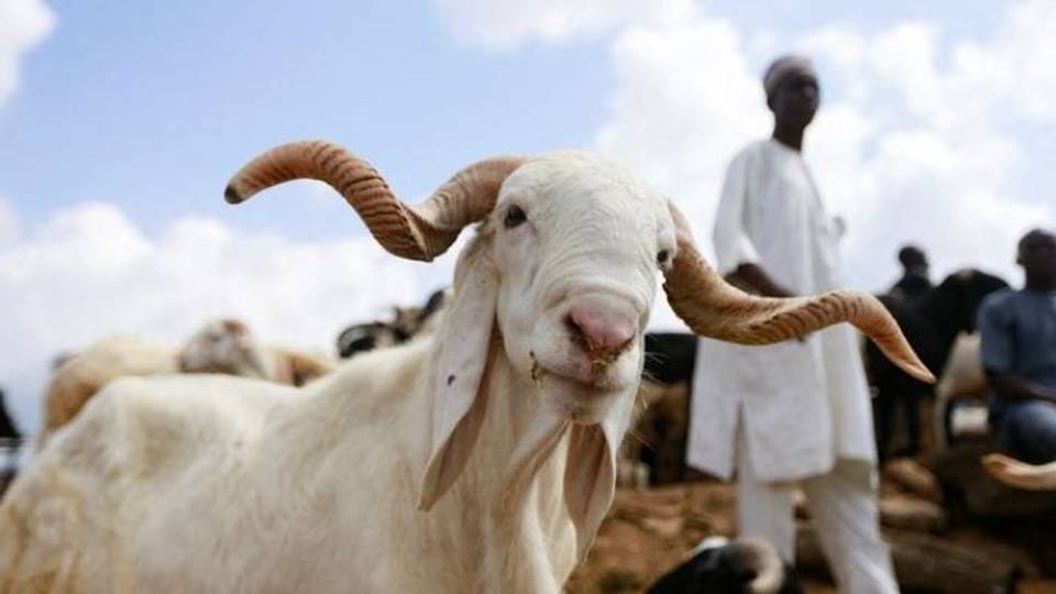 L'OMS signale des cas de fièvre du charbon dans cinq pays d'Afrique
