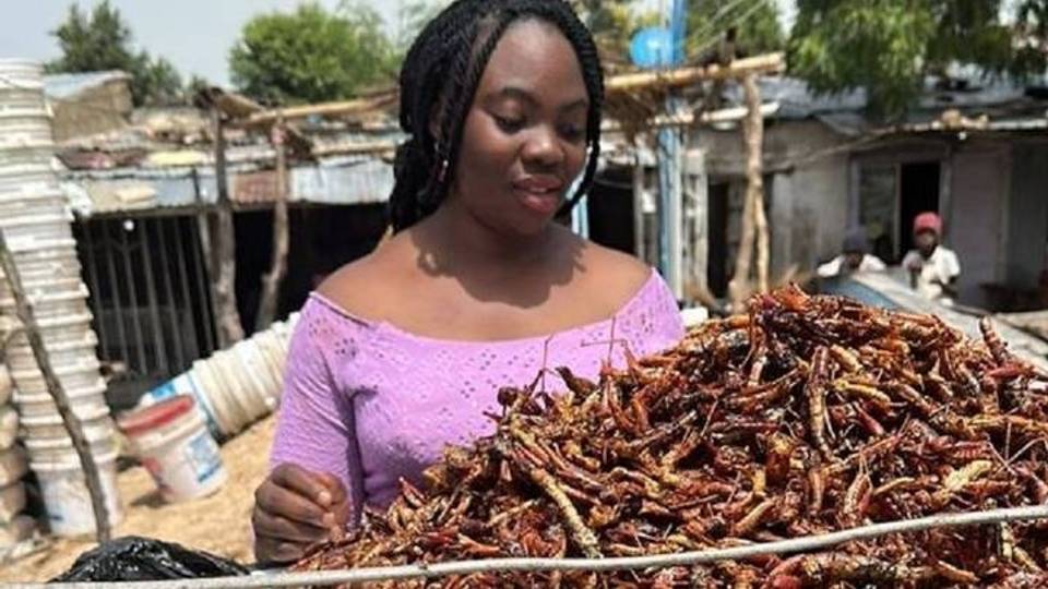 Les sauterelles stimulent l'appétit au Nigeria